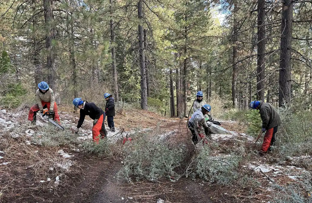 A crew cutting back heavy brush and undergrowth on a wooded property